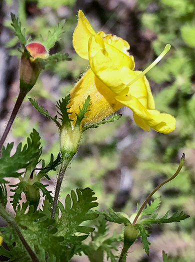 image of Aureolaria pectinata, Southern Oak-leach, Sticky False Foxglove, Combleaf Yellow False Foxglove