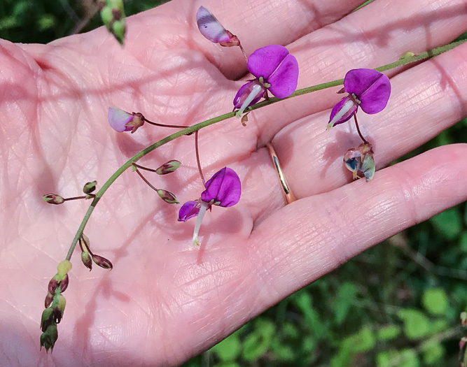 image of Desmodium laevigatum, Smooth Tick-trefoil