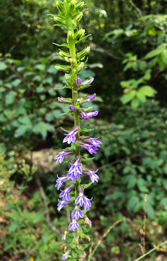 image of Lobelia spicata, Pale Spiked Lobelia, Palespike Lobelia