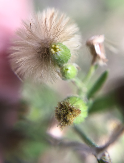 image of Erigeron sumatrensis, Tropical Horseweed, Sumatran Fleabane, Guernsey Fleabane