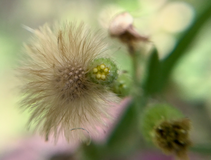 image of Erigeron sumatrensis, Tropical Horseweed, Sumatran Fleabane, Guernsey Fleabane