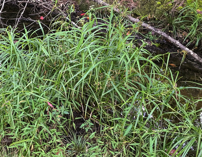 image of Scirpus polyphyllus, Leafy Bulrush