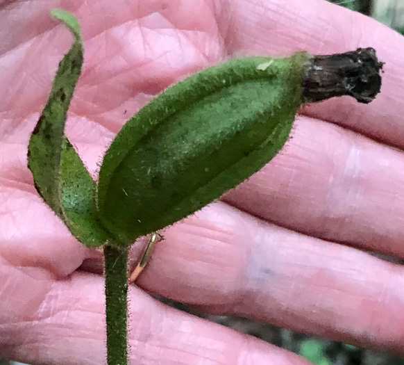 image of Cypripedium acaule, Pink Lady's Slipper, Mocassin Flower