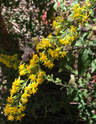 image of Solidago petiolaris var. petiolaris, Downy Ragged Goldenrod, Downy Goldenrod