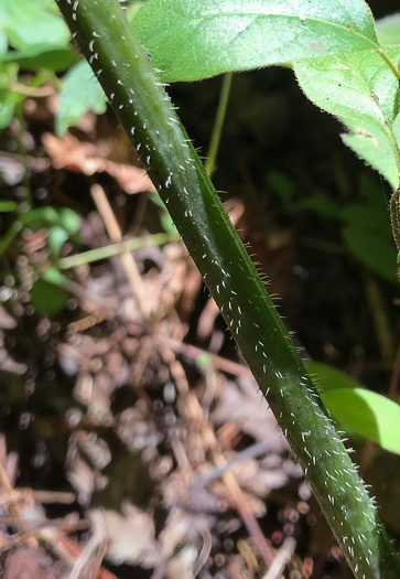 image of Silphium dentatum, Starry Rosinweed