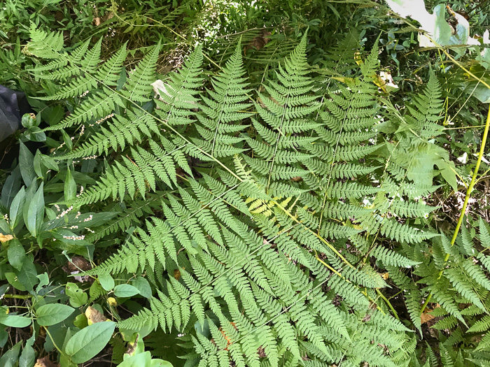 image of Macrothelypteris torresiana, Mariana Maiden-fern, Swordfern, False Maiden-fern