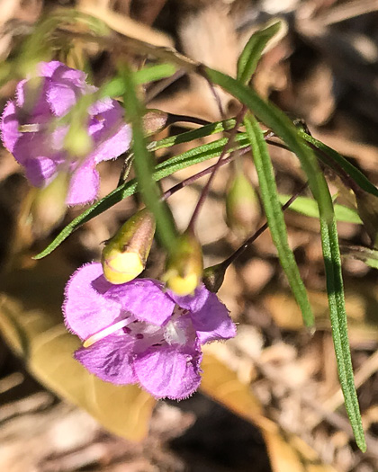 image of Agalinis tenuifolia, Common Gerardia, Slenderleaf Agalinis, Slender False Foxglove, Slender Gerardia