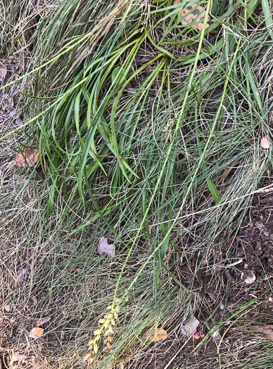 image of Liatris spicata, Dense Blazing-star, Mountain Blazing-star, Florist's Gayfeather, Dense Gayfeather