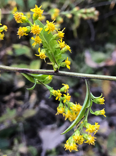 image of Solidago patula, Northern Roughleaf Goldenrod