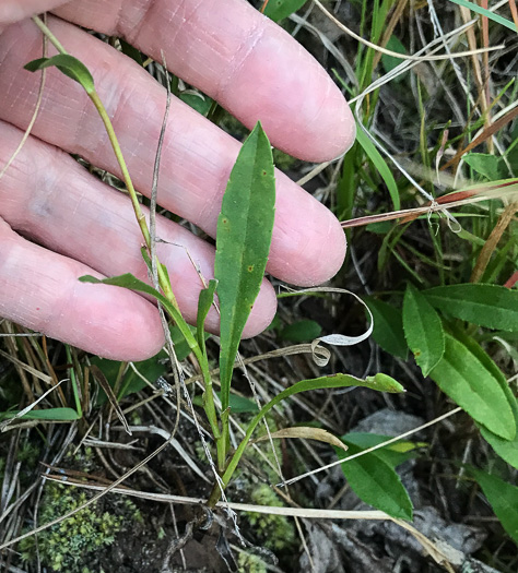 image of Eurybia surculosa, Creeping Aster, Michaux's Wood-Aster