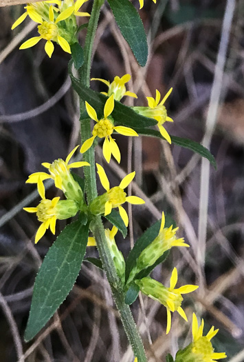 image of Solidago erecta, Slender Goldenrod, Erect Goldenrod