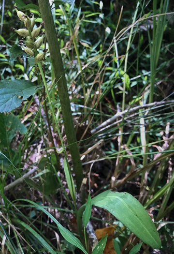 image of Platanthera clavellata, Small Green Wood Orchid, Club-spur Orchid, Woodland Orchid, Streamhead Orchid