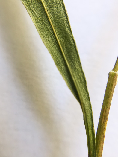 image of Eurybia surculosa, Creeping Aster, Michaux's Wood-Aster