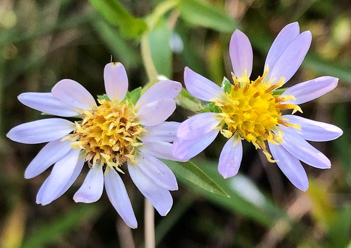 image of Eurybia avita, Alexander's Rock Aster