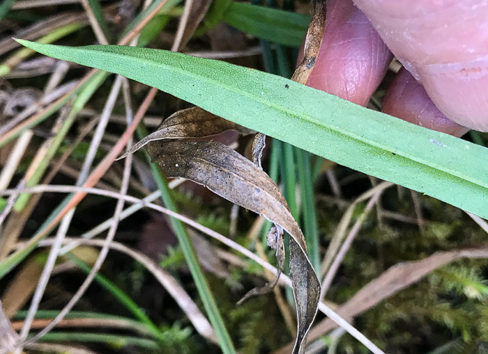 image of Eurybia avita, Alexander's Rock Aster