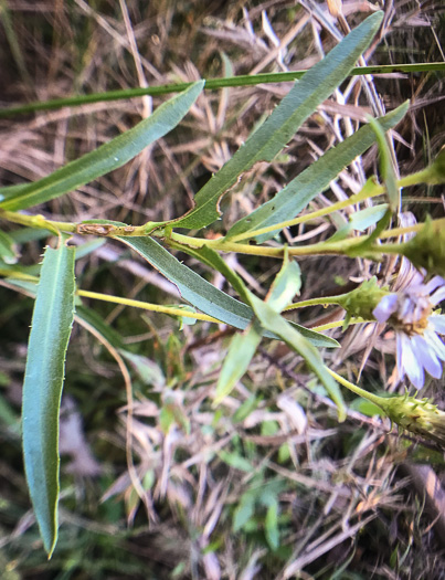 image of Eurybia avita, Alexander's Rock Aster