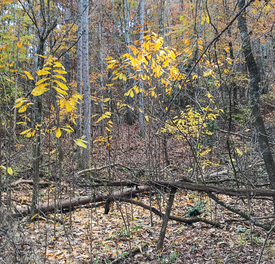 image of Asimina triloba, Common Pawpaw, Indian-banana