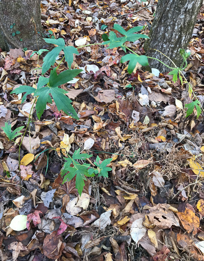 image of Aconitum uncinatum, Appalachian Blue Monkshood, Eastern Blue Monkshood