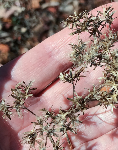 image of Eupatorium sessilifolium var. sessilifolium, Upland Boneset, Sessile-leaf Eupatorium