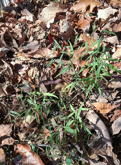 image of Campanula divaricata, Southern Harebell, Appalachian Bellflower