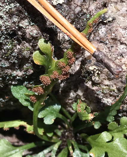 image of Asplenium pinnatifidum, Lobed Spleenwort