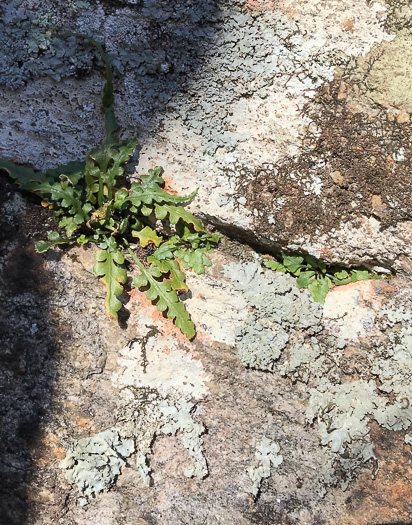 image of Asplenium pinnatifidum, Lobed Spleenwort