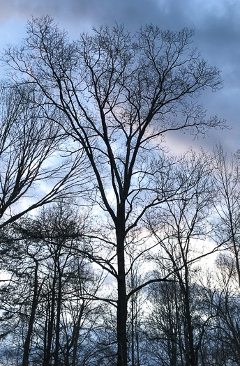 image of Carya ovalis, Red Hickory, Sweet Pignut Hickory