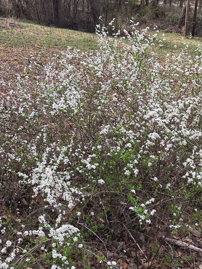 image of Spiraea thunbergii, Thunberg's Meadowsweet