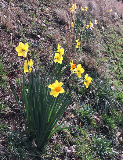 image of Narcissus ×incomparabilis, Nonesuch Daffodil