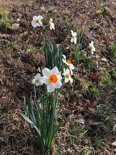 image of Narcissus ×incomparabilis, Nonesuch Daffodil