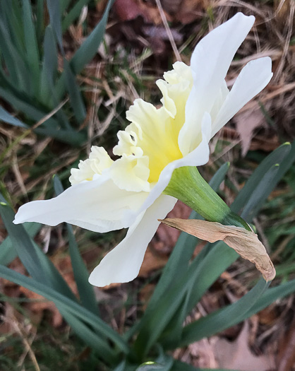 image of Narcissus ×incomparabilis, Nonesuch Daffodil