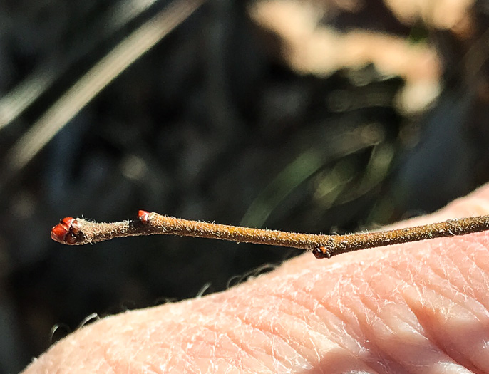 image of Crataegus uniflora, Oneflower Hawthorn, Dwarf Haw