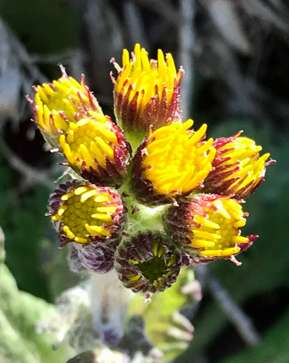 Packera obovata, Roundleaf Ragwort, Roundleaf Groundsel, Spatulate-leaved Ragwort, Running Ragwort