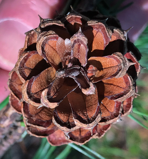 image of Pinus virginiana, Virginia Pine, Scrub Pine, Jersey Pine, Possum Pine