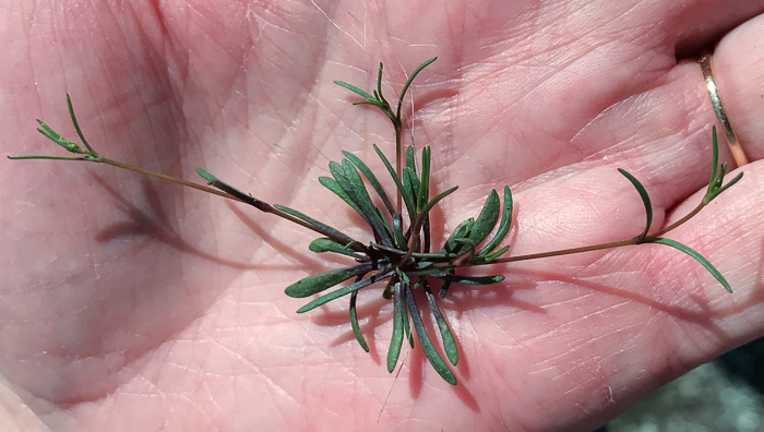 image of Geocarpon glabrum, Appalachian Sandwort