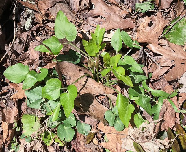 image of Thaspium trifoliatum var. aureum, Yellow Meadow-parsnip, Woodland Parsnip