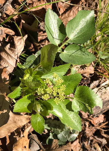 image of Thaspium trifoliatum var. aureum, Yellow Meadow-parsnip, Woodland Parsnip