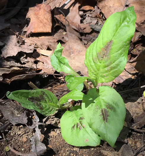 image of Persicaria virginiana, Virginia Jumpseed