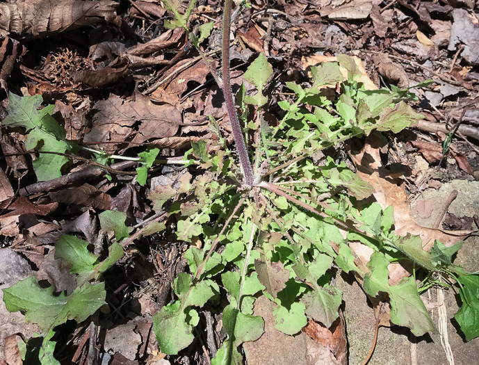 image of Youngia japonica, Asiatic Hawksbeard, Youngia, Japanese Crepis, Oriental False Hawksbeard