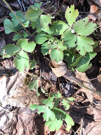 image of Anemone berlandieri, Eastern Prairie Anemone, Glade Windflower, Southern Thimbleweed, Ten-petal Anemone