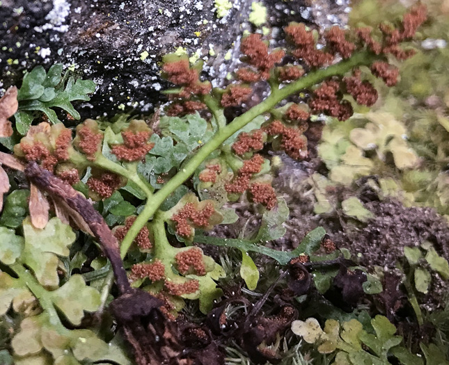 image of Asplenium montanum, Mountain Spleenwort