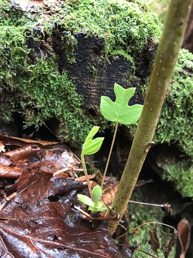 image of Liriodendron tulipifera var. tulipifera, Tulip-tree, Yellow Poplar, Whitewood