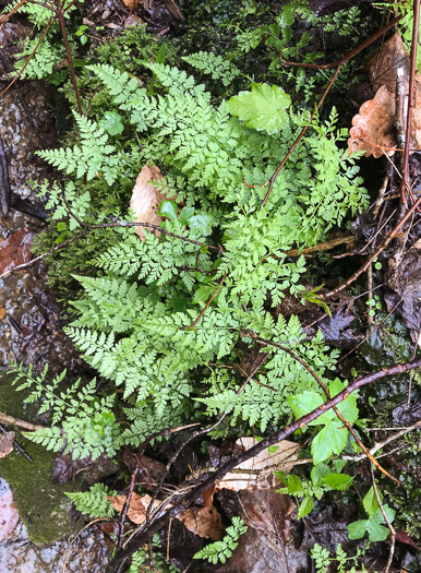 image of Cystopteris protrusa, Lowland Bladder Fern, Spreading Bladder Fern