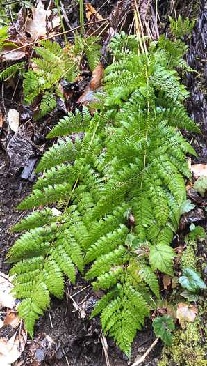 Evergreen Woodfern