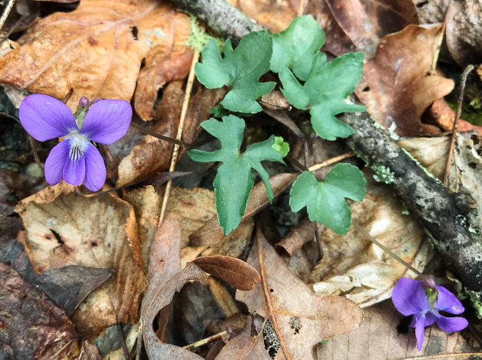 image of Viola palmata var. palmata, Wood Violet, Southern Three-lobed Violet