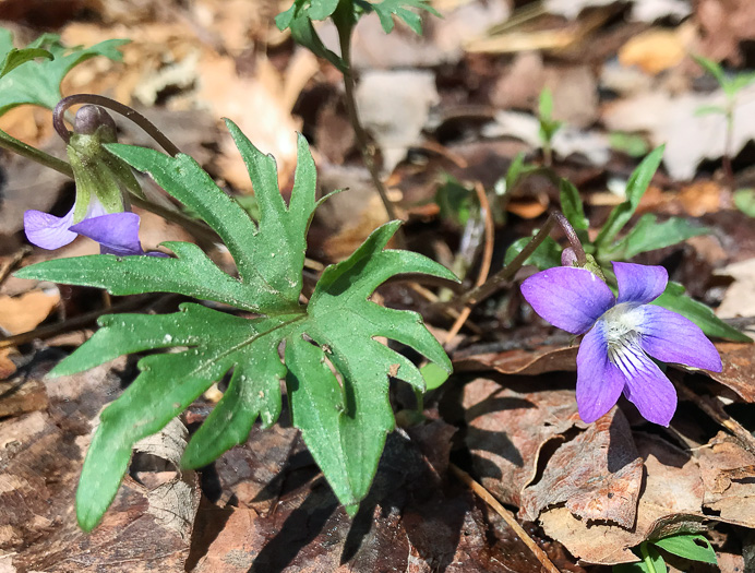 image of Viola subsinuata var. subsinuata, Wavyleaf Violet