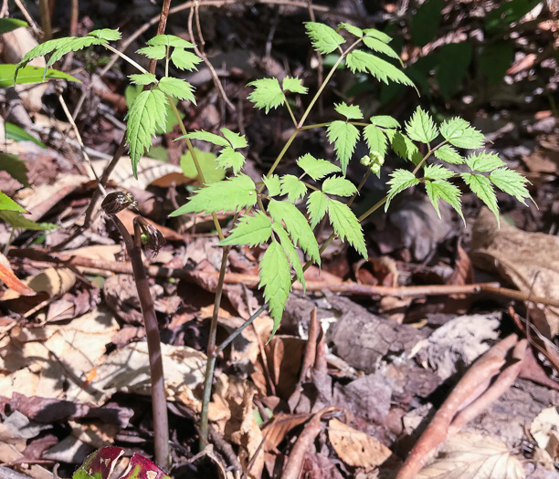 image of Actaea pachypoda, Doll's-eyes, White Baneberry, White Cohosh