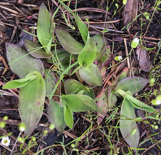 image of Dichanthelium boscii, Bosc's Witchgrass