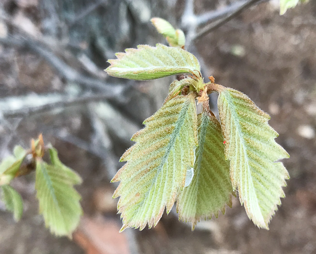 image of Quercus montana, Rock Chestnut Oak, Mountain Oak, Tanbark Oak