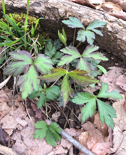 image of Anemone virginiana var. virginiana, Thimbleweed, Tall Thimbleweed, Tall Anemone